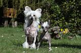 CHIEN NU CHINOIS 106